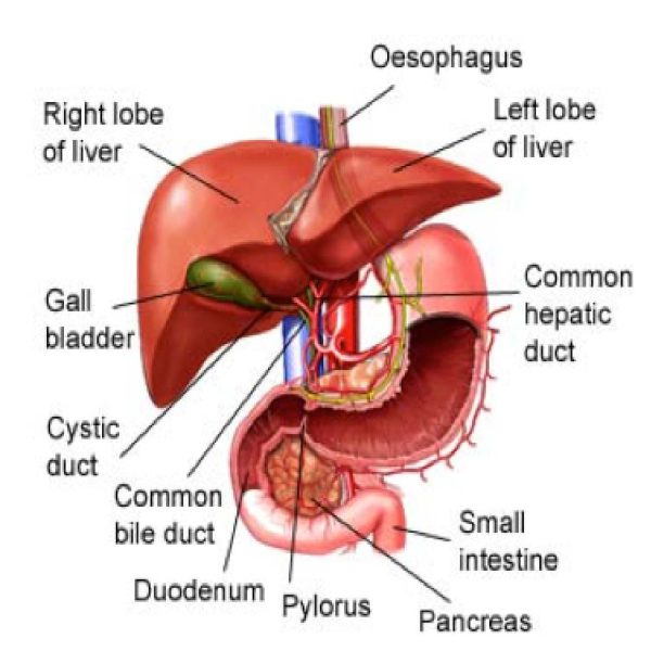 Detoxification - Image 5